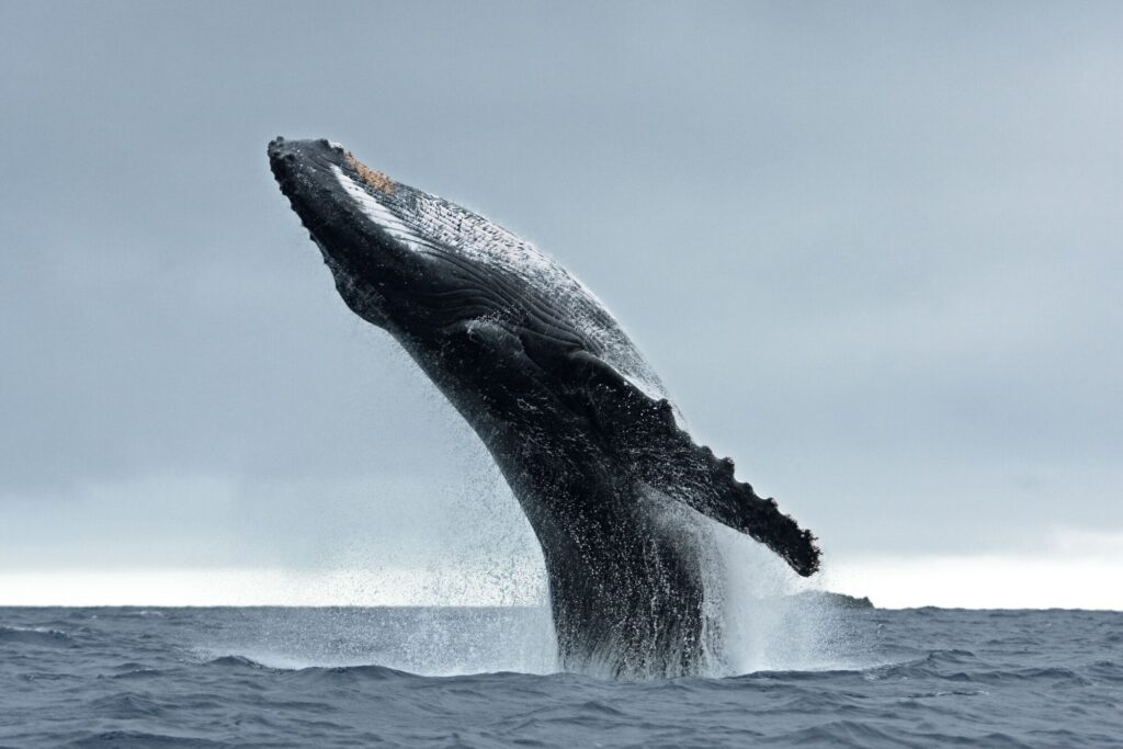 A humpback whale breaches the ocean's surface, creating a spray of water against a cloudy sky, showcasing its immense size and strength.
